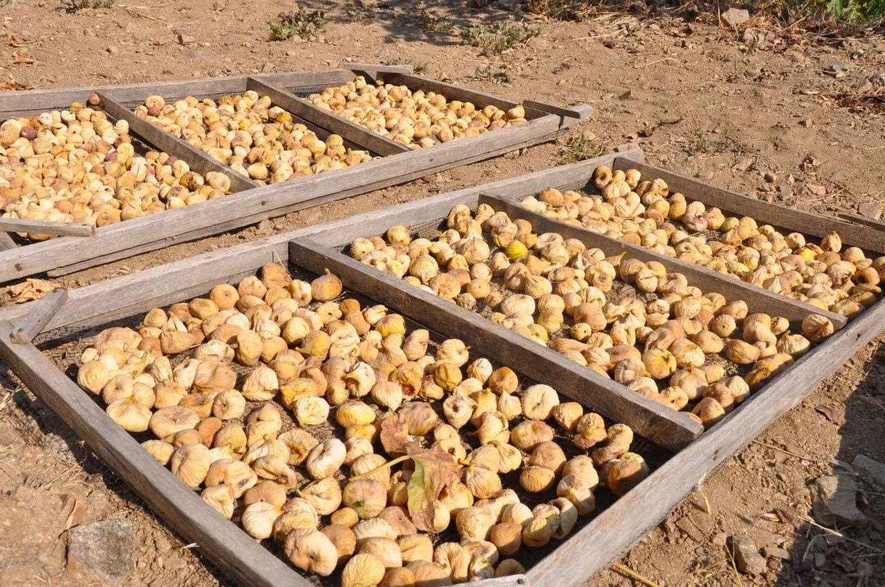 fig-drying