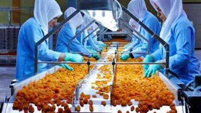 Processing Dried Apricots