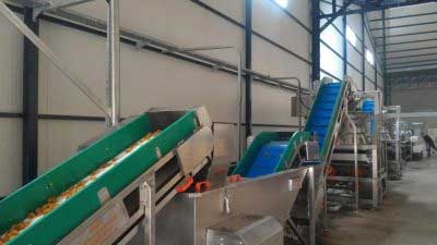 Processing Dried Apricots
