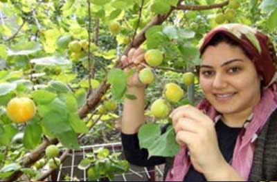 Harvesting fresh Apricots