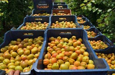 Harvesting fresh Apricots