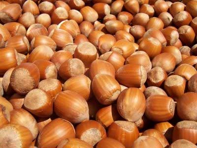 Hazelnut in Shell