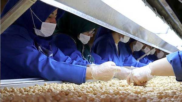 Hazelnut Production