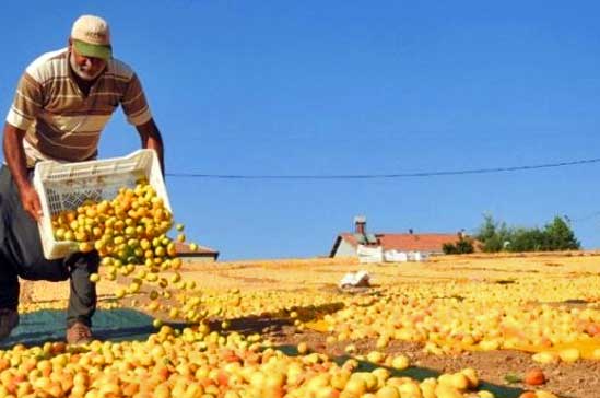 Sun drying Dried Apricots