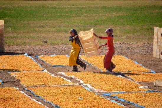 Sun drying Dried Apricots