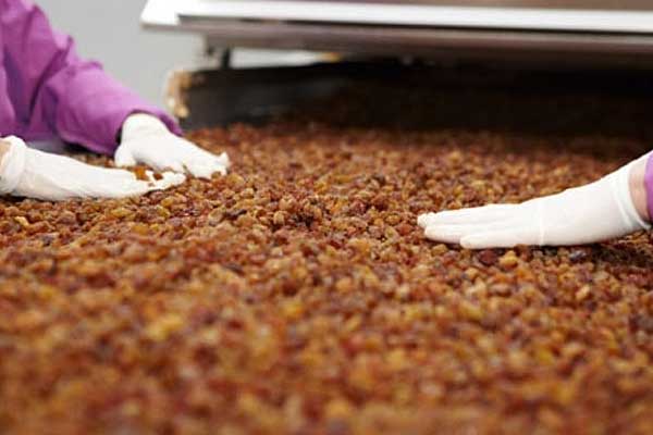 Sultana Raisins Processing