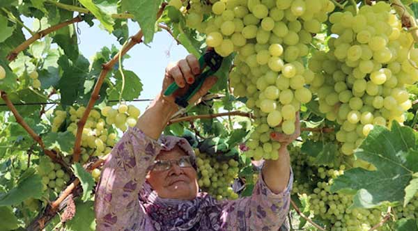 Vine growing and harvesting